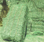 Alfalfa hay bales for sale