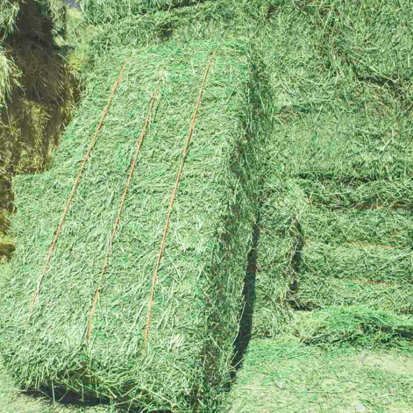 Alfalfa hay bales for sale